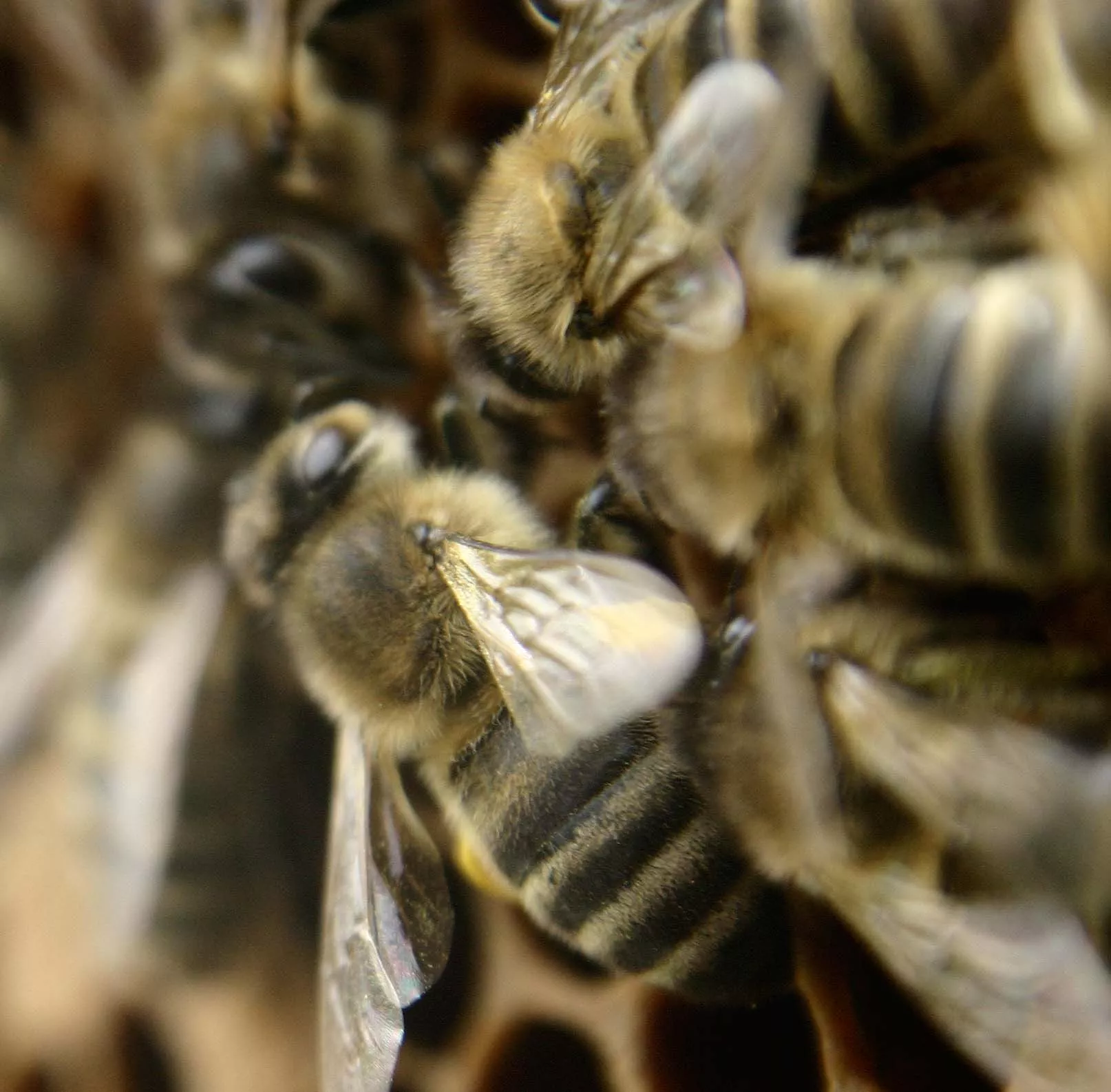 Bienen auf Wabe